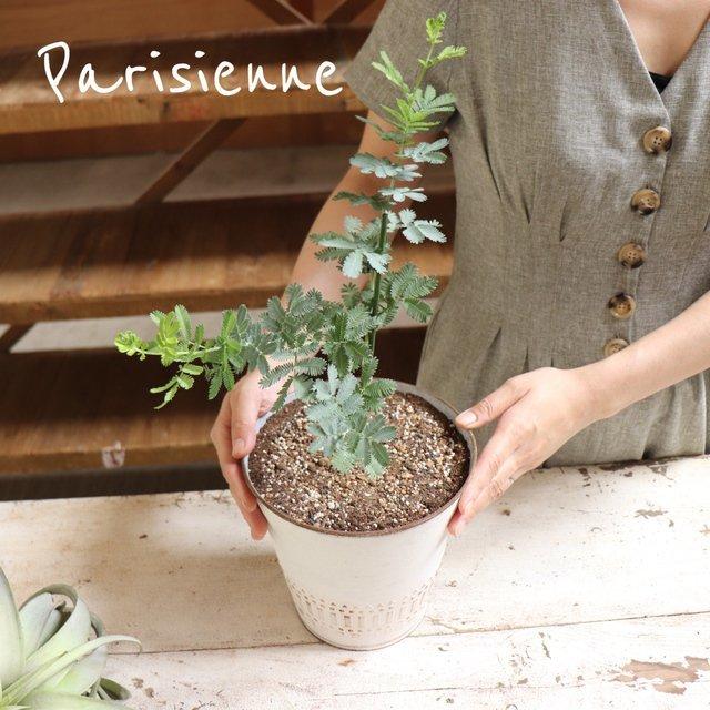 ミモザの苗 鉢植え アカシア H 253 サニーヤフーショッピング店 通販 Yahoo ショッピング