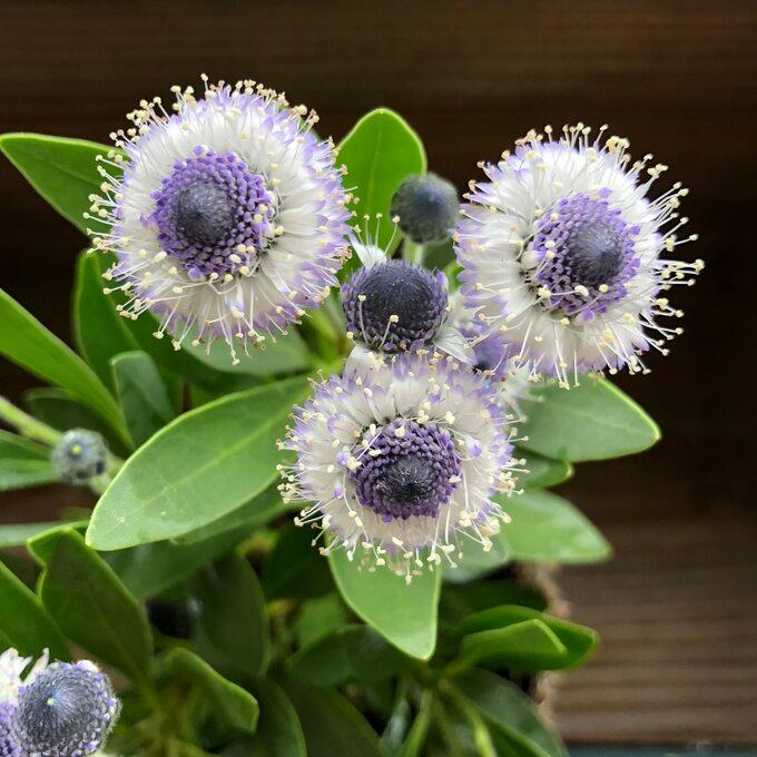 ブルーアイ 毎年咲きます 目玉 ガーデニング インテリア 観葉植物 祝日