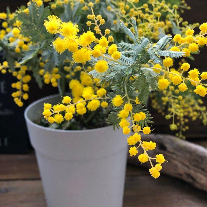 大人気希少✴️ミモザ ✴️ アカシア パール ✴️ ミモザの苗 超希少 アカシア 即完売 : パリジェンヌ - 通販