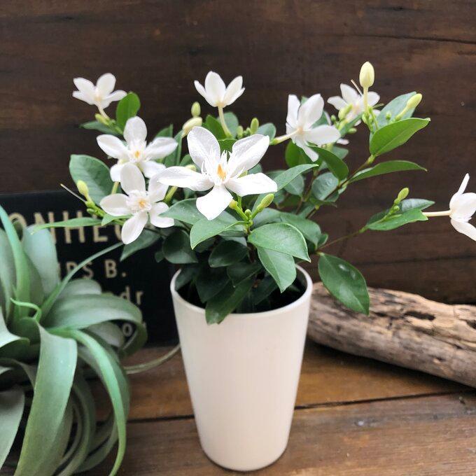 国産品 セイロンライティア 美しい純白の花 南国風の葉っぱ インテリア ガーデニング 本物◆