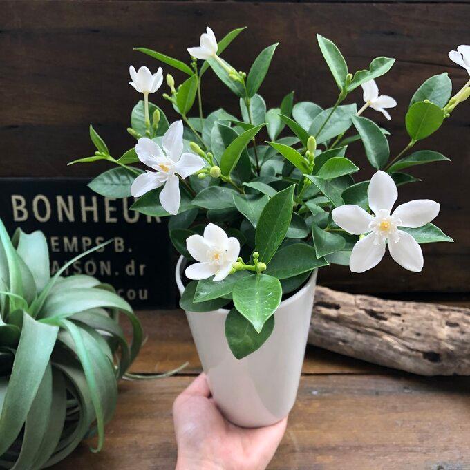 セイロンライティア 美しい純白の花 南国風の葉っぱ ガーデニング インテリア H 408 パリジェンヌ 通販 Yahoo ショッピング