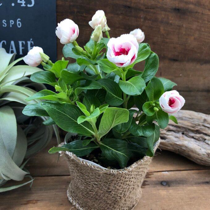 オープニング大セール Miki 新品種 カップ咲き ニチニチソウ 可愛い ガーデニング Whitesforracialequity Org