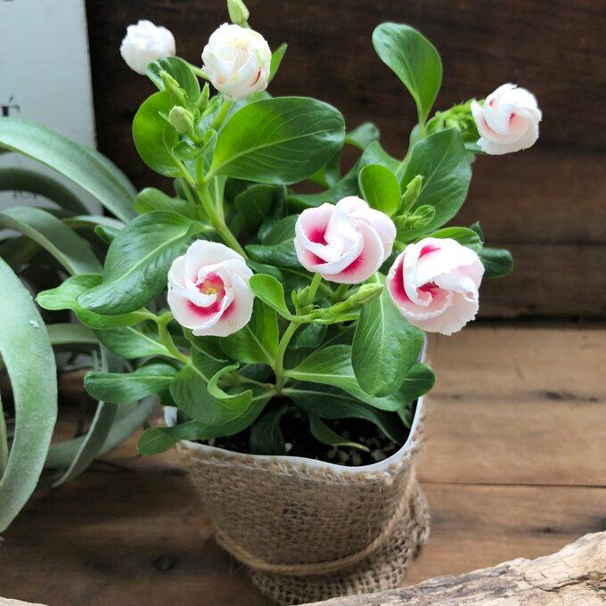 オープニング大セール Miki 新品種 カップ咲き ニチニチソウ 可愛い ガーデニング Whitesforracialequity Org