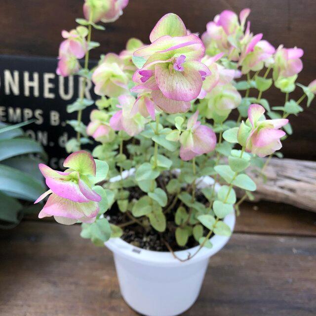 5周年記念イベントが ユノ 花オレガノ ガーデニング 大苗