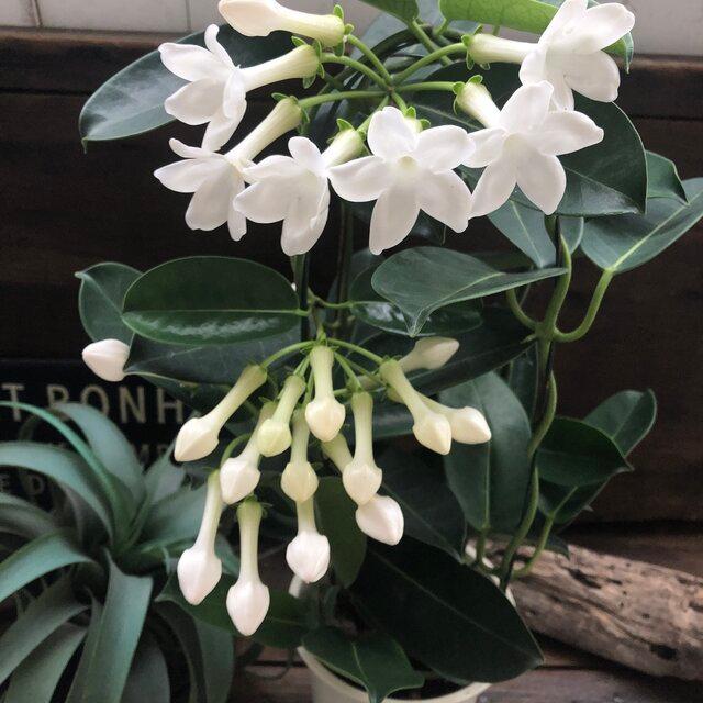 全品送料0円 マダガスカルジャスミン 大苗 可愛い花 ガーデニング