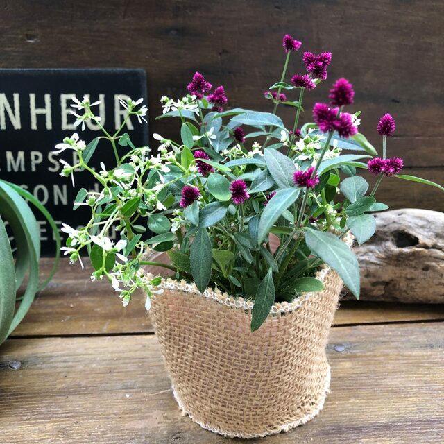 現品限り一斉値下げ 2個セット 千紅花火 ホワイトラブ Mix植え ガーデニング Toyostone Co Jp