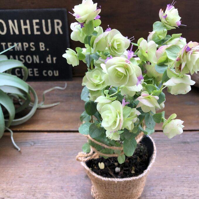 ケントビューティー オレガノ 可愛いハーブ ガーデン : パリジェンヌ