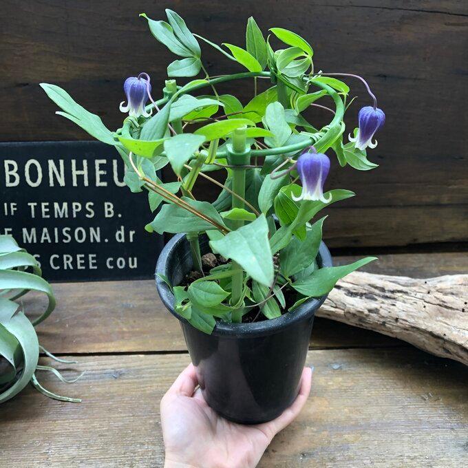 希少新品種 雫 ツボ型の花 クレマチス ヴィオルナ系 『雫 -しずく