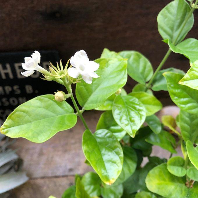 アラビアンジャスミン マツリカ 茉莉花 ジャスミンティーに : パリ