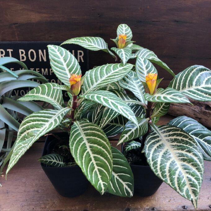 冬バーゲン スクアロサ ダニア 観葉植物 黄色の花 美しい葉脈