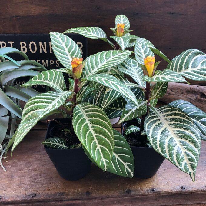 冬バーゲン スクアロサ ダニア 観葉植物 黄色の花 美しい葉脈