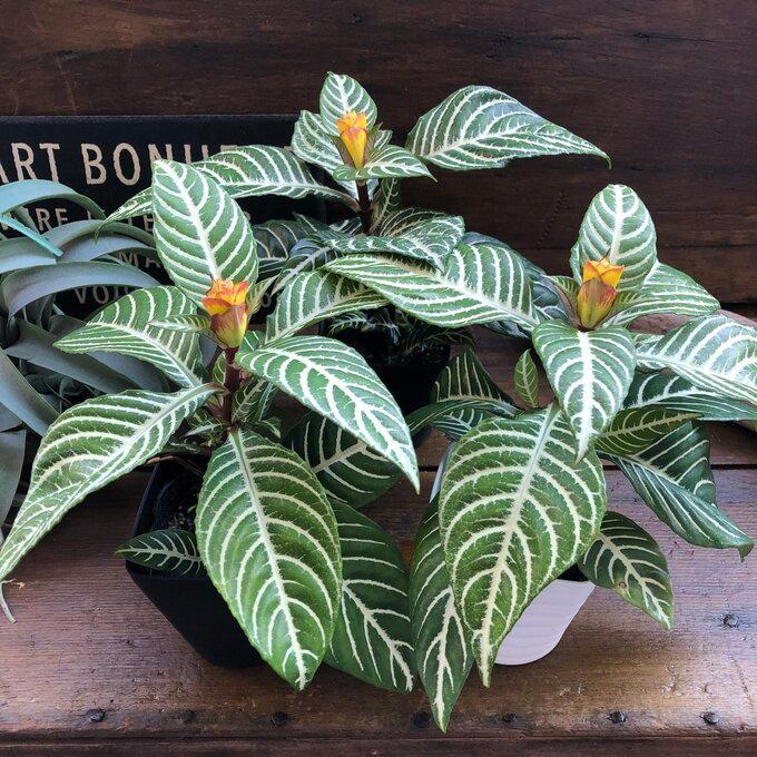 冬バーゲン スクアロサ ダニア 観葉植物 黄色の花 美しい葉脈