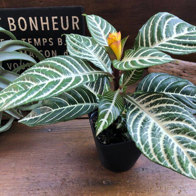 冬バーゲン スクアロサ ダニア 観葉植物 黄色の花 美しい葉脈