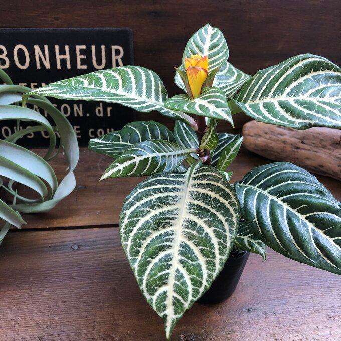 冬バーゲン スクアロサ ダニア 観葉植物 黄色の花 美しい葉脈