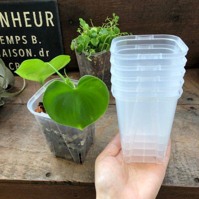 ネガミエル 3号角鉢5個セット 観葉植物 スリット鉢 ガーデニング お