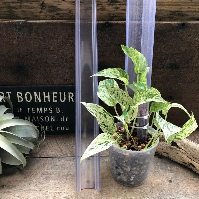 ねこ型登り棒 M/長さ 50cm 花森家 蔓性つる 観葉植物 : パリジェンヌ