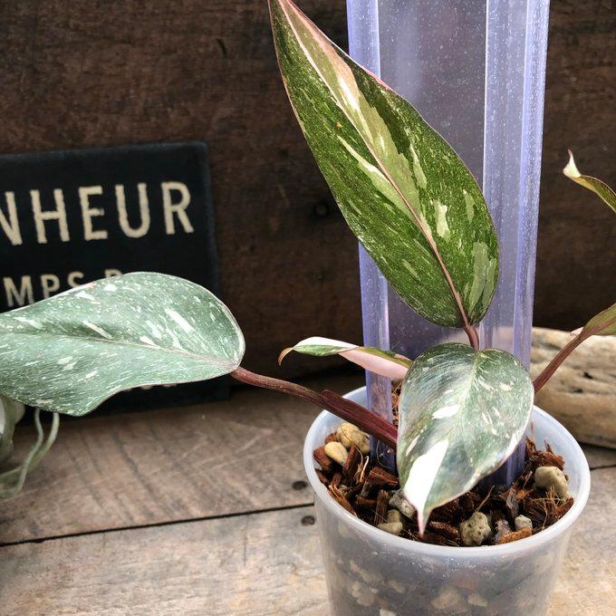 ねこ型登り棒 L/長さ 30cm 花森家 蔓性つる 観葉植物 : パリジェンヌ