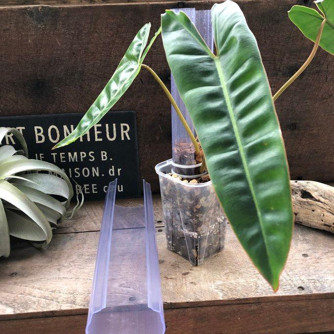 ねこ型登り棒 L/長さ 30cm 花森家 蔓性つる 観葉植物 : パリジェンヌ
