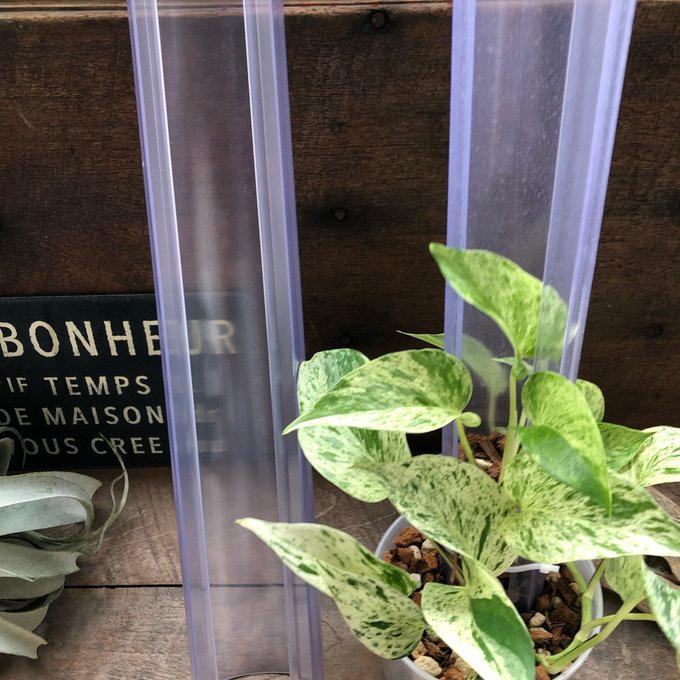ねこ型登り棒 L/長さ 50cm 花森家 蔓性つる 観葉植物 : パリジェンヌ