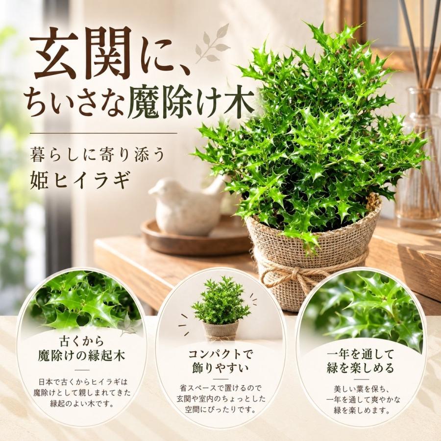姫ヒイラギ 魔除け木に 玄関に 観葉植物 ガーデニング インテリア