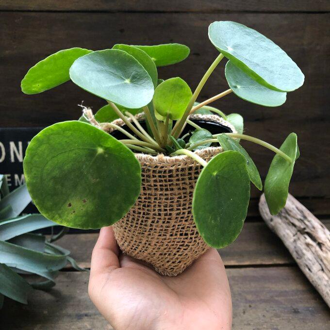 ペペロミオイデス 希少 レア品種 ピレア 観葉植物 インテリア