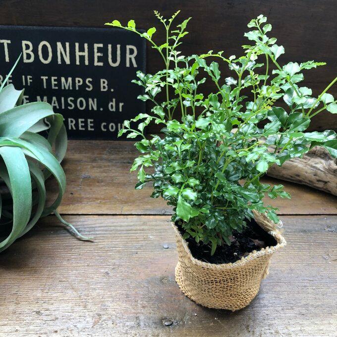 シマトネリコ 初心者向け 艶やかな葉っぱ 観葉植物 K 013 サニーヤフーショッピング店 通販 Yahoo ショッピング