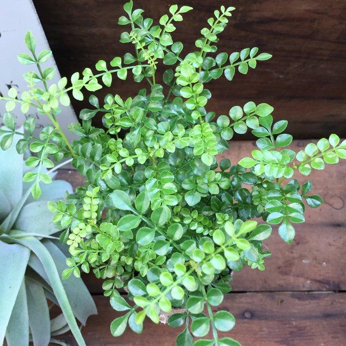 シマトネリコ 3号 初心者の方に ガーデニング 観葉植物 インテリア