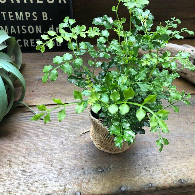 シマトネリコ 初心者向け 艶やかな葉っぱ 観葉植物 K 013 サニーヤフーショッピング店 通販 Yahoo ショッピング