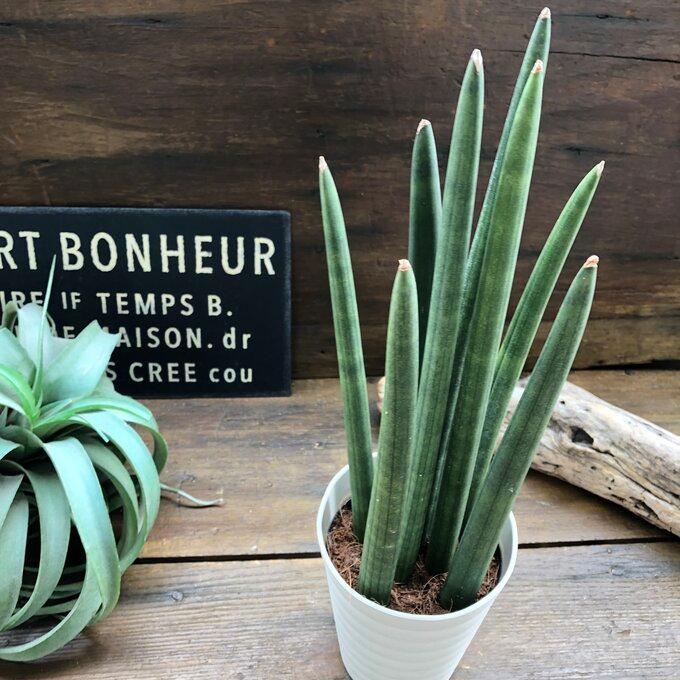 スタッキー やっと入荷 サンスベリア 空気清浄の木 多肉植物 K 015 パリジェンヌ 通販 Yahoo ショッピング