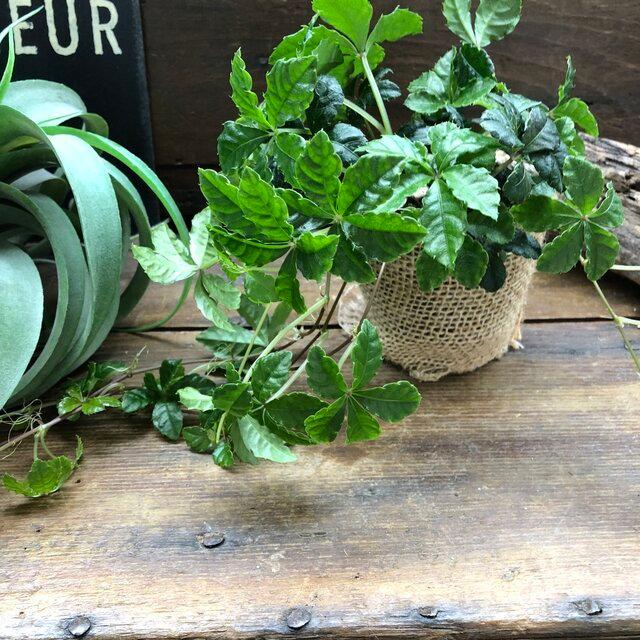 シュガーバイン 爆売り 垂れ下がり インテリア 観葉植物