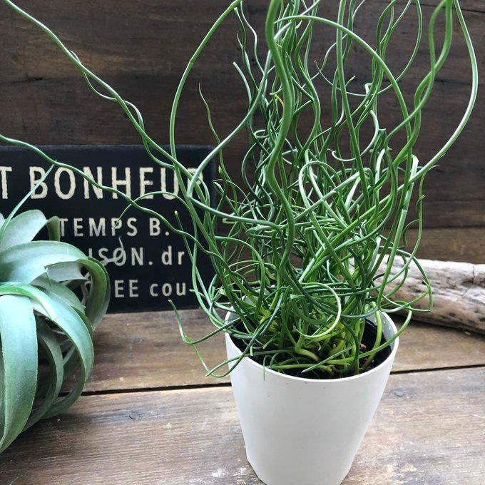 ご注文で当日配送 ラセンイ クルクル おしゃれ 観葉植物 インテリア