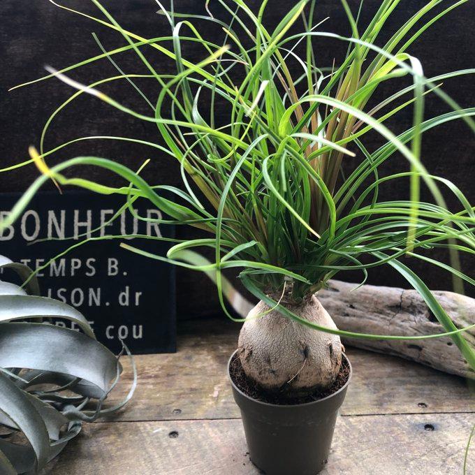 現品　トックリラン　ポニーテール　ノリナ　9番　特大　観葉植物　ドライガーデン 現品 トックリラン ポニーテール ノリナ 9番 特大 観葉植物 ドライ