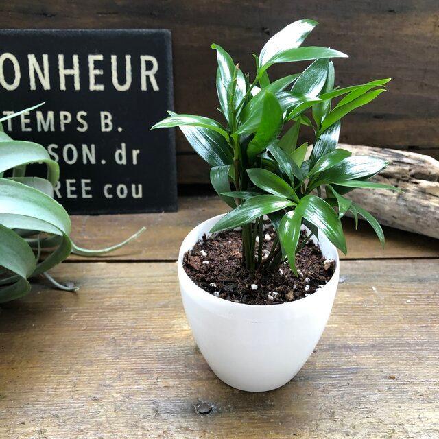 ナギ 白鉢 縁起物 良縁 縁結びの木 観葉植物 K 103 サニーヤフーショッピング店 通販 Yahoo ショッピング