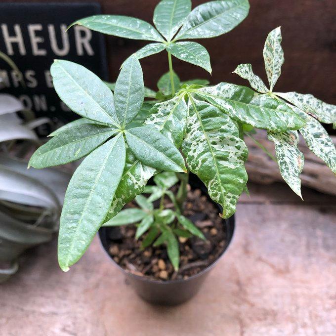 パキラ 斑入り葉 ミルキーウェイ 実生 観葉植物パキラ 超希少 パキラ 斑入り葉 ミルキーウェイ 実生 観葉植物パキラ 超希少