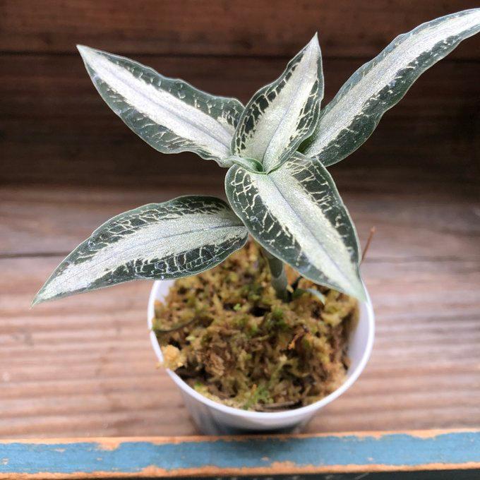 アスピドギネ アルゲンティア 希少 シルバー ジュエルオーキッド 宝石