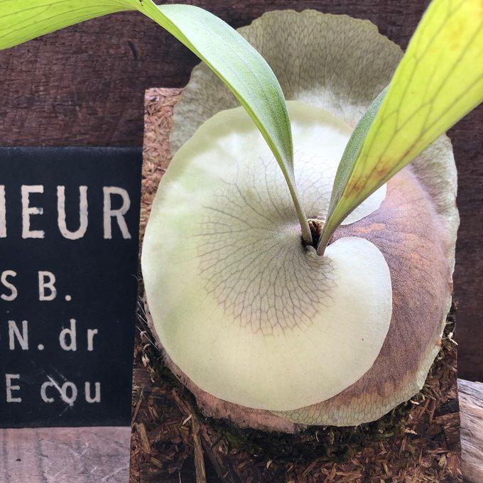 ビカクシダ ヒリー の板付け Patycerium hilli hyb : パリジェンヌ