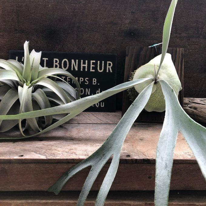 大型 ビカクシダ 'veitchii' コルク 板付け インテリア 流木販売