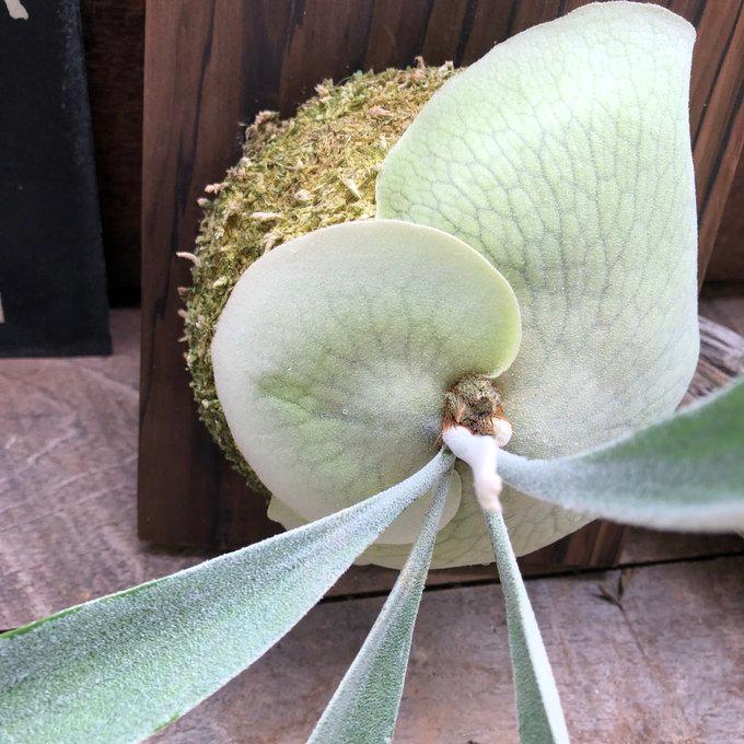 ベイチー パーンシーダ 板付き コウモリラン ビカクシダ 観葉植物 吊り