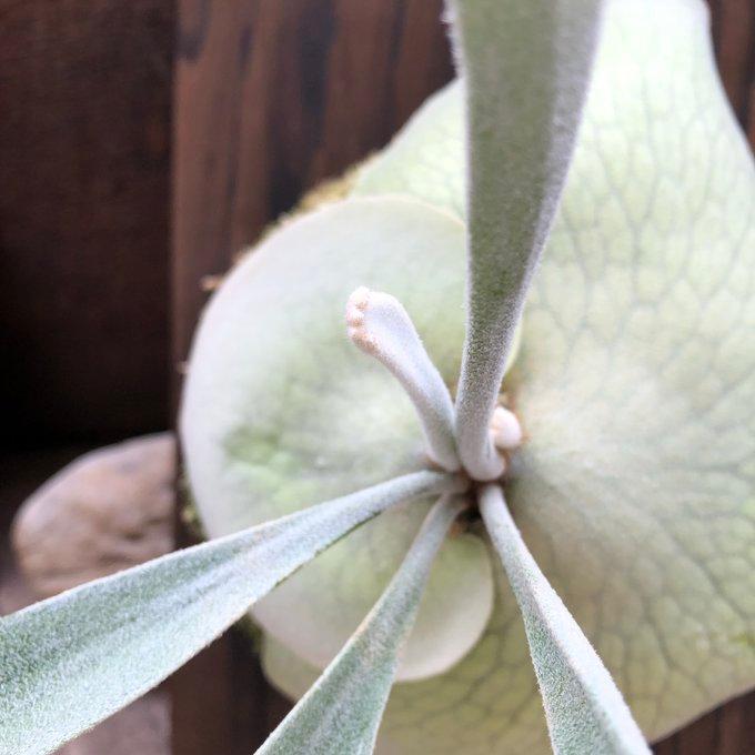ベイチー パーンシーダ 板付き コウモリラン ビカクシダ 観葉植物 吊り