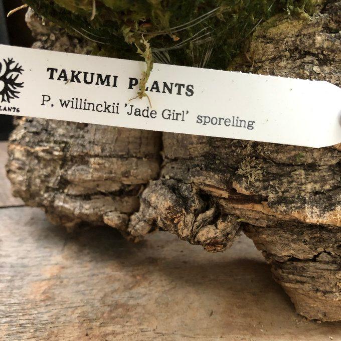 ジェイドガール ビカクシダ P. willinckii 'Jade Girl ジェイドガール ビカクシダ P. willinckii 'Jade Girl
