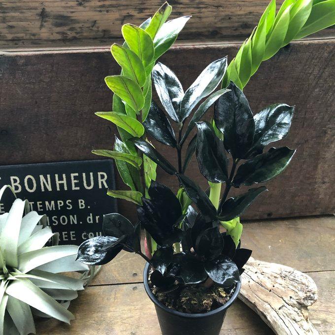 レイヴン 4号 立派 超希少 黒い観葉植物 ザミオクルカス : パリ