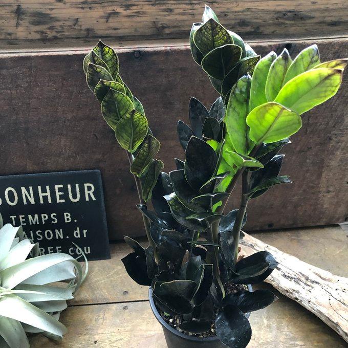 レイヴン 4号 立派 超希少 黒い観葉植物 ザミオクルカス : パリ
