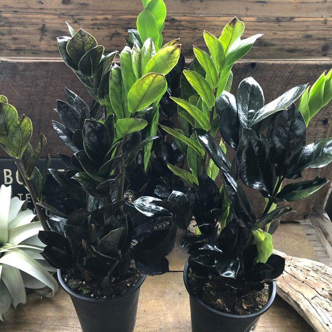 レイヴン 4号 立派 超希少 黒い観葉植物 ザミオクルカス : パリ