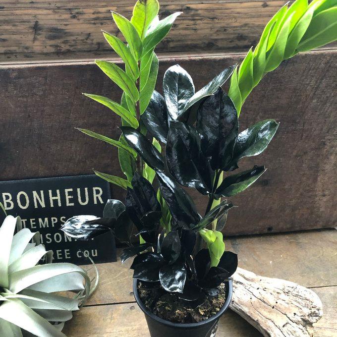レイヴン 4号 立派 超希少 黒い観葉植物 ザミオクルカス : パリ