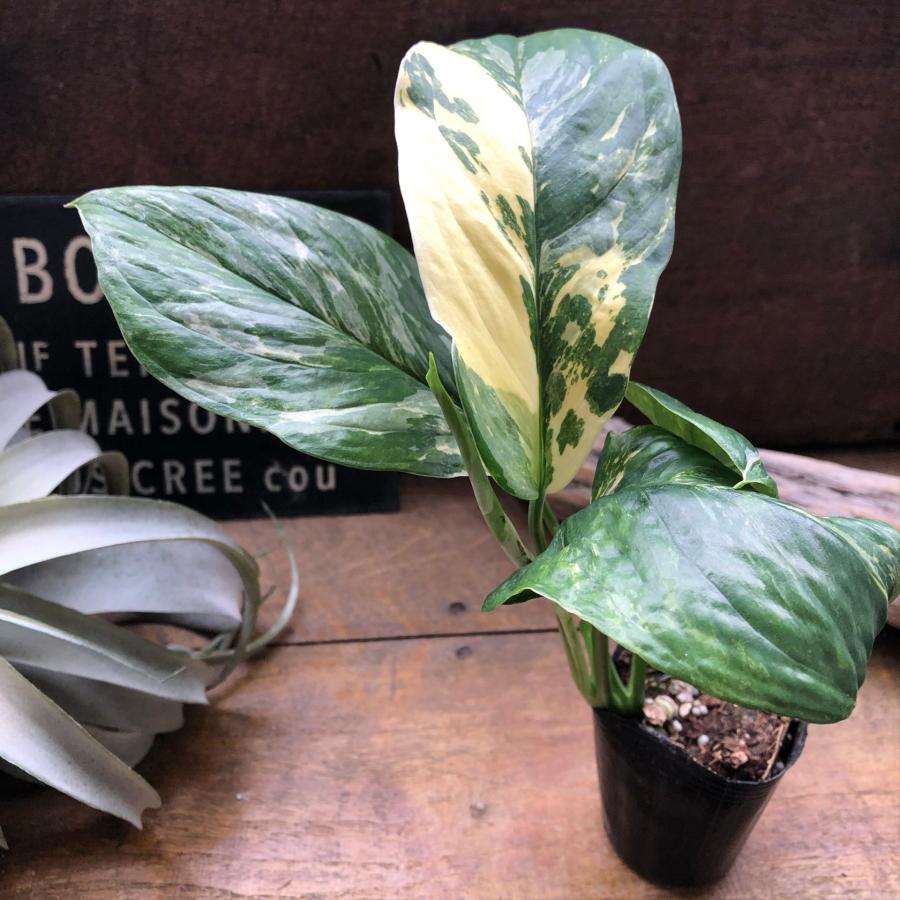モンステラ 『レクレリアナ バリエガータ』 斑入り 観葉植物 : パリ