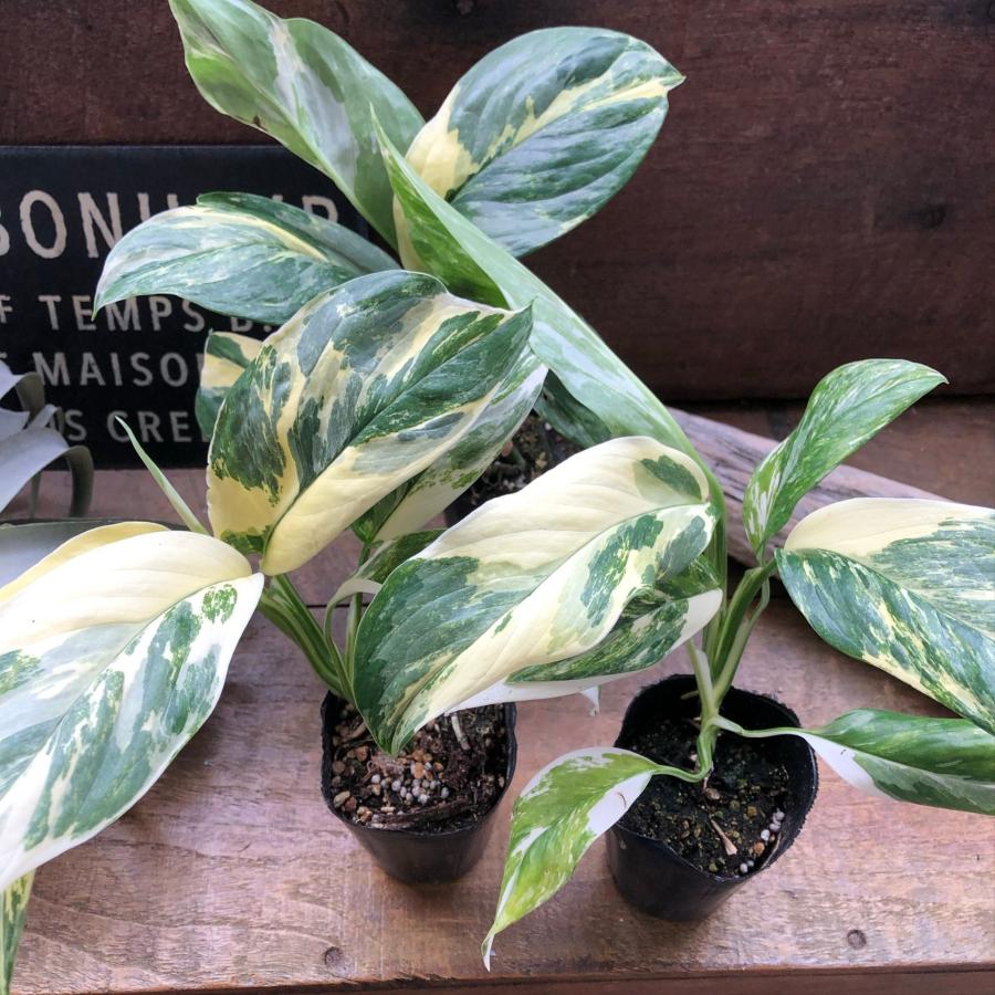 モンステラ 『レクレリアナ バリエガータ』 斑入り 観葉植物 : パリ