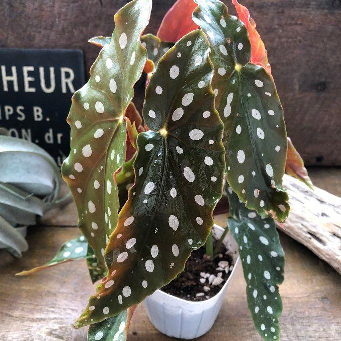 ベゴニア マクラータ 3号 水玉模様 大人気 観葉植物 : パリジェンヌ