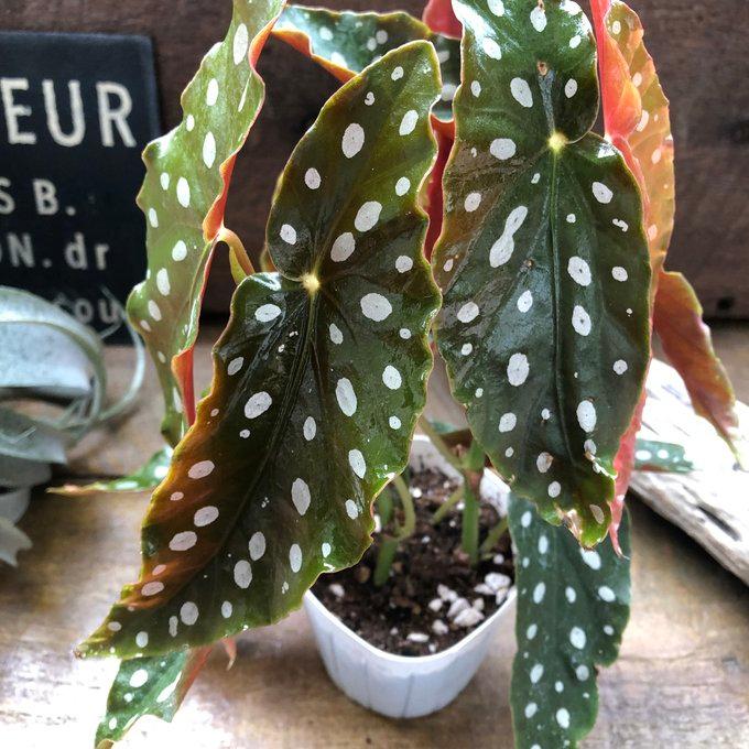 ベゴニア マクラータ 3号 水玉模様 大人気 観葉植物 : パリジェンヌ