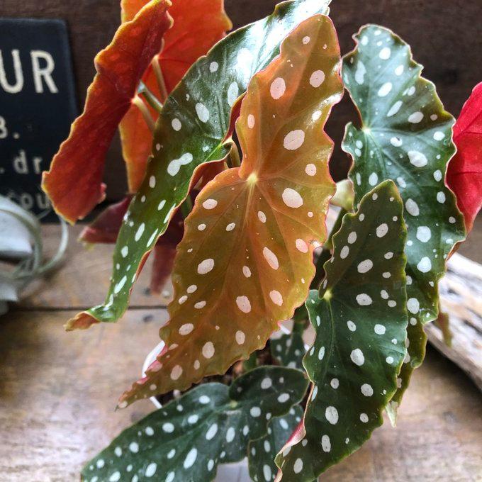 ベゴニア マクラータ 3号 水玉模様 大人気 観葉植物 : パリジェンヌ