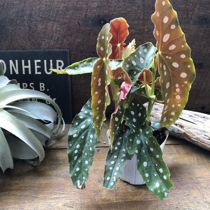 ベゴニア マクラータ 3号 水玉模様 大人気 観葉植物 : パリジェンヌ